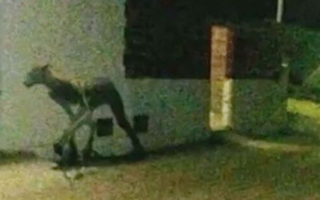 Suposto Cão-diabo é visto em Curitiba