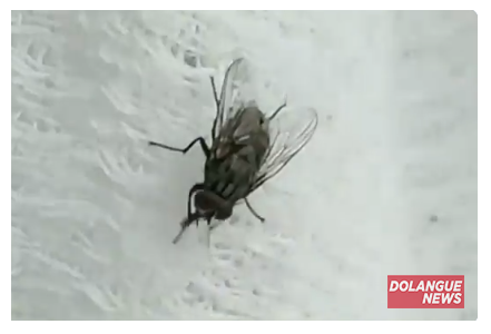 Lição de vida: vídeo do mosquito Glédson choca o mundo
